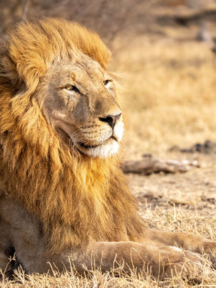 Lion basking in the sun in winter - Madikwe Game Reserve