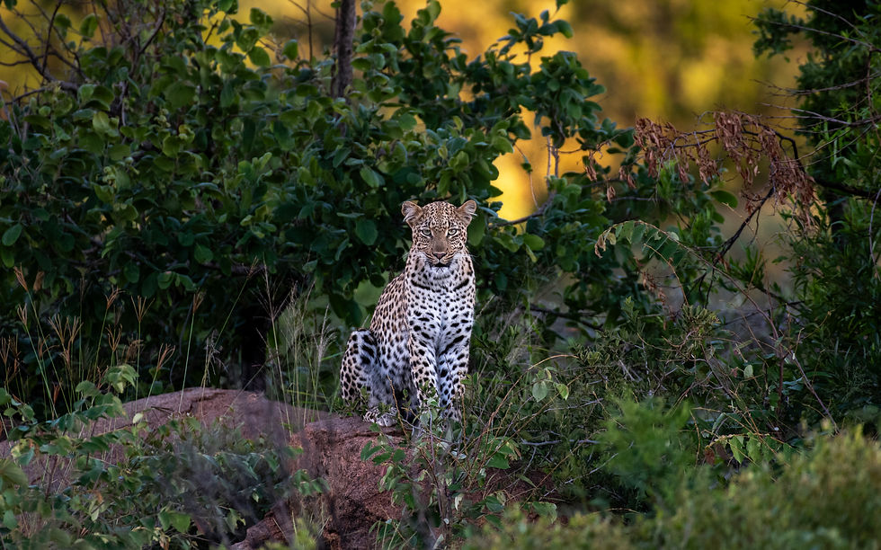 Female leopard sitting on red rock on safari in Black Rhino Private Game Reserve - safari travel agency