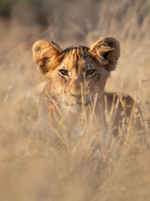 SABI SANDS VS KRUGER NATIONAL PARK: WHICH IS BEST FOR YOU?