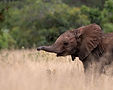 Baby elephant in the grass on safari in Kruger National Park - All Out Safaris