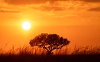 Photo taken on our safaris - Pilanesberg National Park