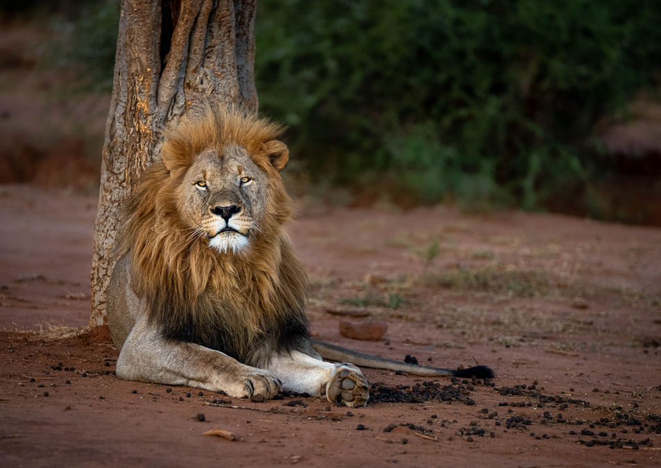 Beautiful male lion on safari in Madikwe Game Reserve