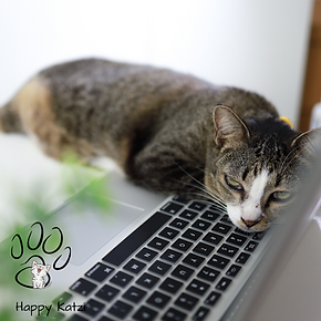 Happy Katzi Katzenseminare  I Kontaktformular