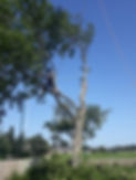 Tree surgeon in tree
