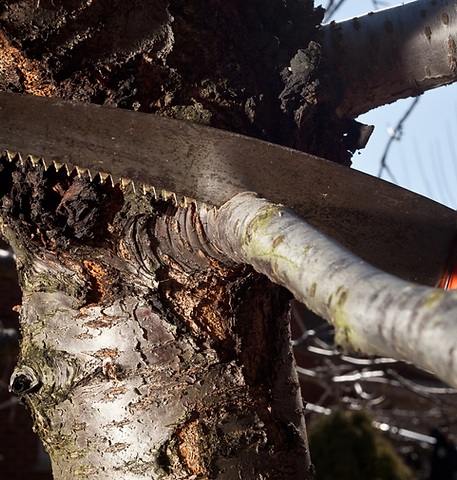 man sawing a branch