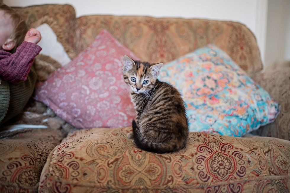 A kitten with blue eyes sits on a patterned couch, surrounded by colorful cushions. Family documentary photography Durham and North East. Angela Fenwick Photography