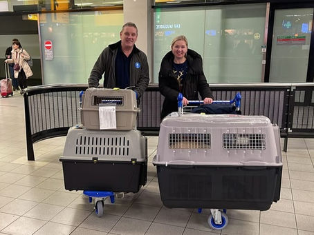 Things to Remember when travelling with Pets