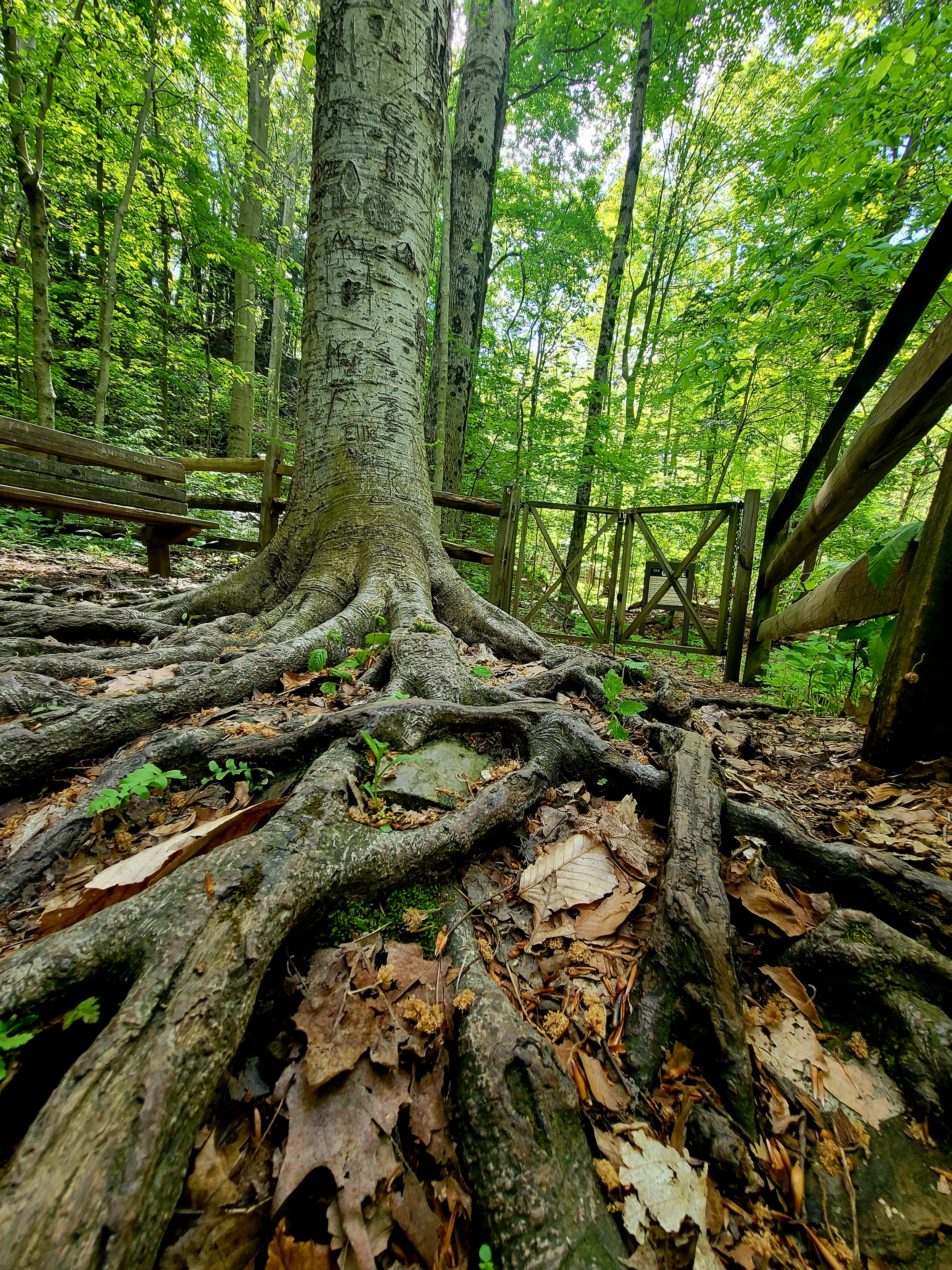 Hee Tree Gallery of the Trees | eerie