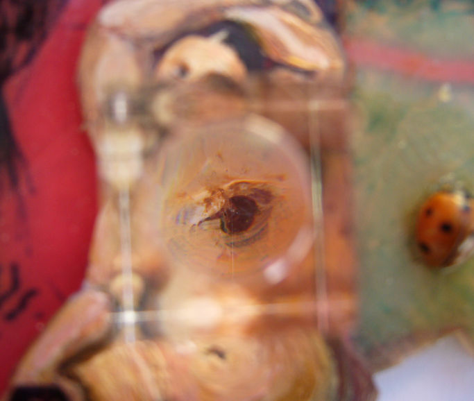 Collier, dessin, peinture, photographies, plexiglas, coccinelles, loupe.
© Corinne Costa Erard