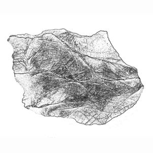 Fig. 3. gr. 1_2. - silex, Frédéric Renard, Sexey aux Forges, " SILEX biface Frédéric Renard, Pisciculteur, Sexey aux Forges", COLLECTION CARRÉS 379 ©portraits d’artisan(e)s et d’artistes, photographies, peintures, dessin, sculptures, installations, art contemporain, de Corinne Costa Erard