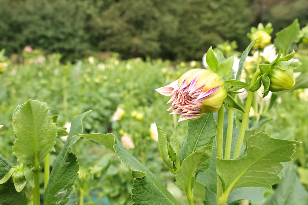 PAULINE TERRIENNES HORTICULTRICE photos de Corinne costa Erard