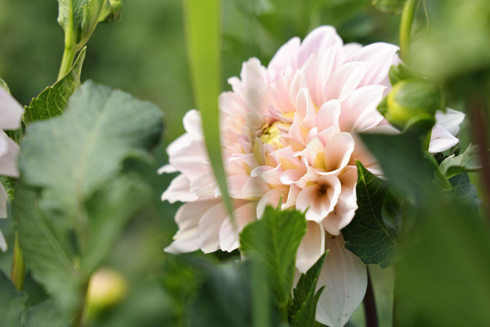 PAULINE TERRIENNES HORTICULTRICE photos de Corinne costa Erard
