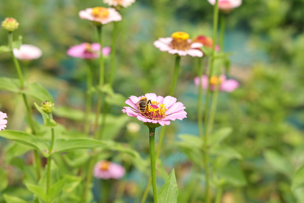 PAULINE TERRIENNES HORTICULTRICE photos de Corinne costa Erard