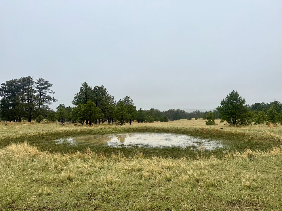 Buffalo Wallows