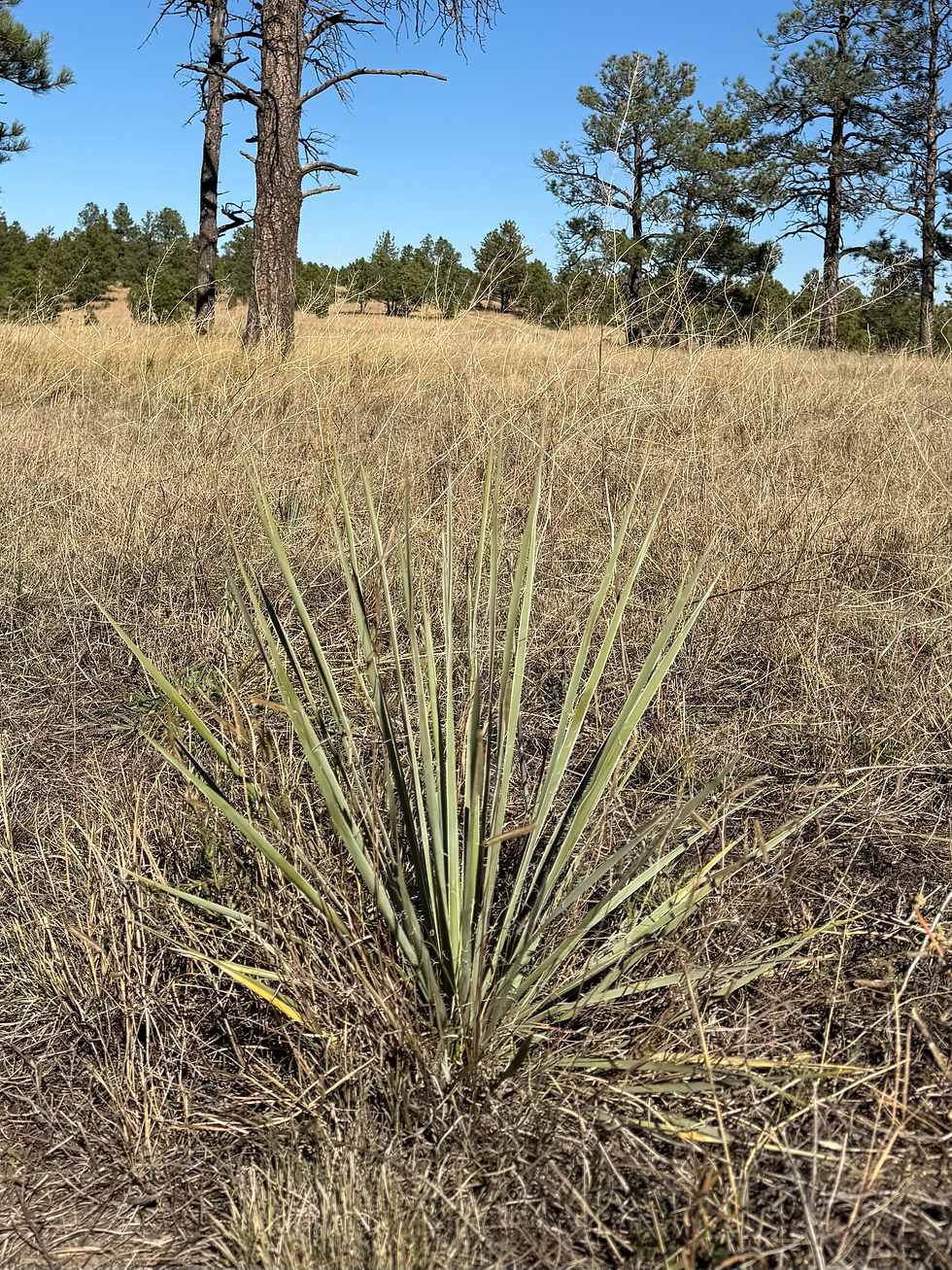 Yucca Plant found throughout North America
