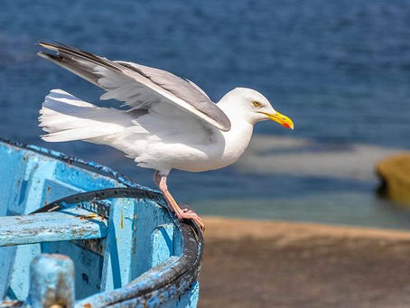 Día Mundial del Medioambiente (5 de junio)