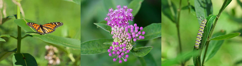 Monarch / Swamp Milkweed / Monarch caterpillar