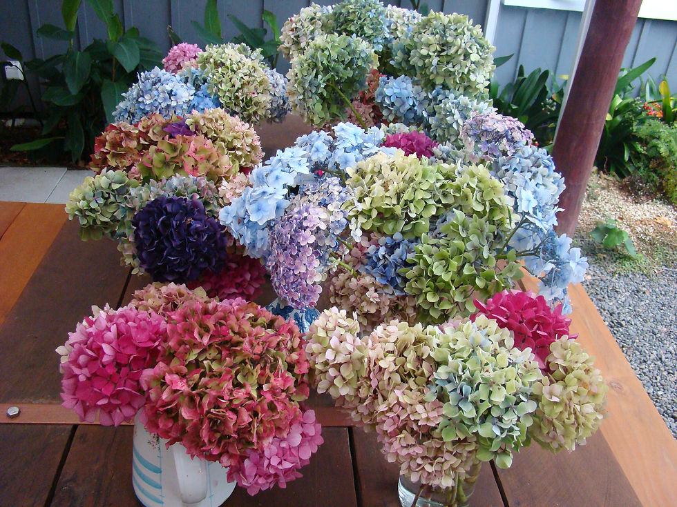 Hydrangeas
