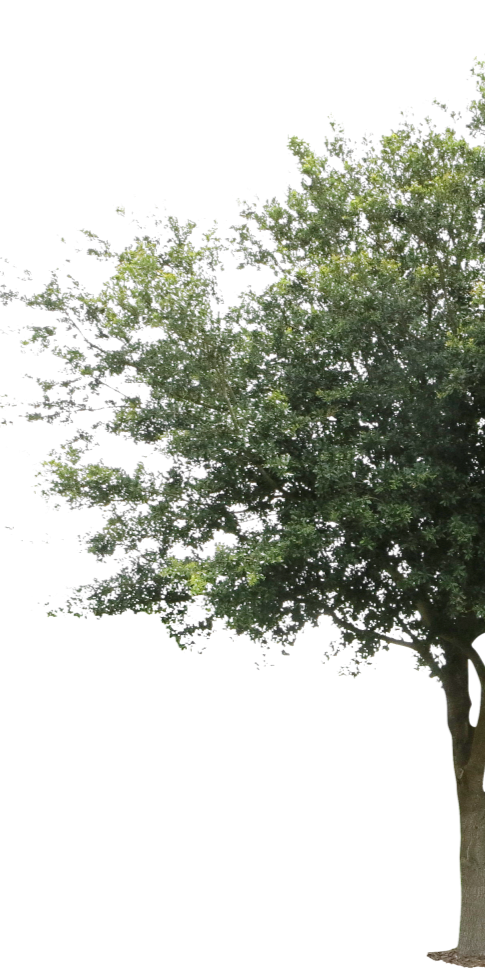 Daco_144003_edited.png