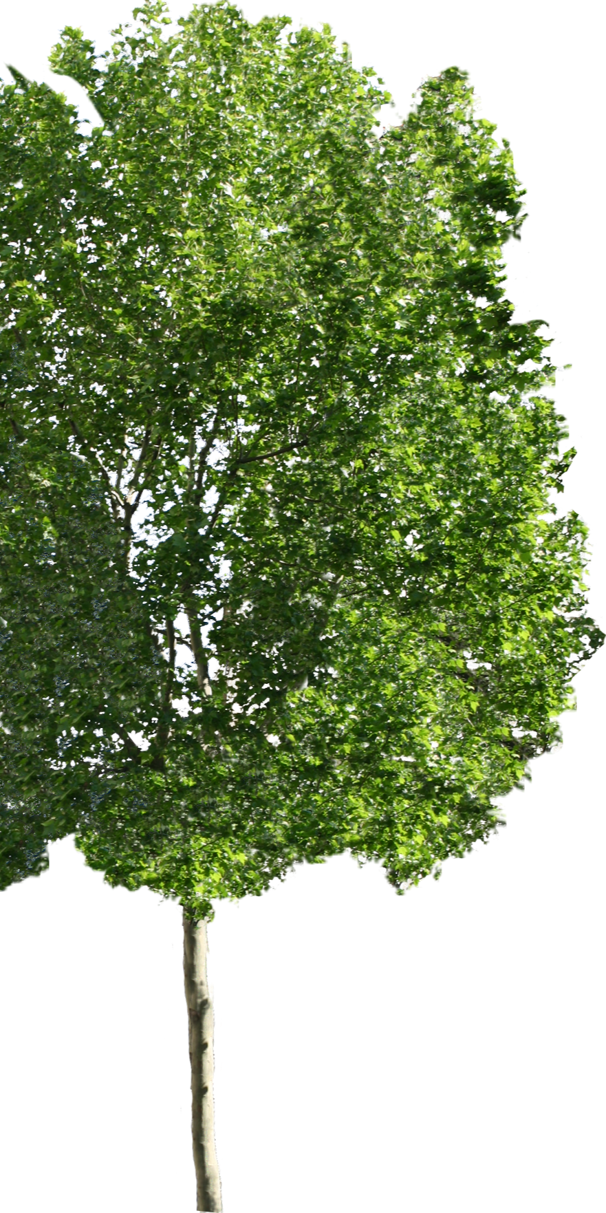 Daco_1341404_edited.png