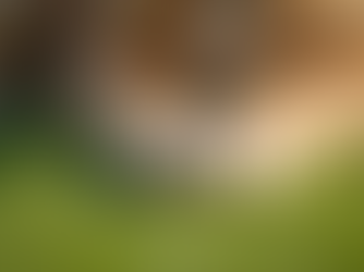 Effective Joint Support for Dogs