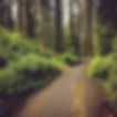 bike trail in PNW.jpg