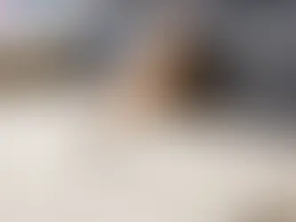 Dog Diarrhea on Carpet