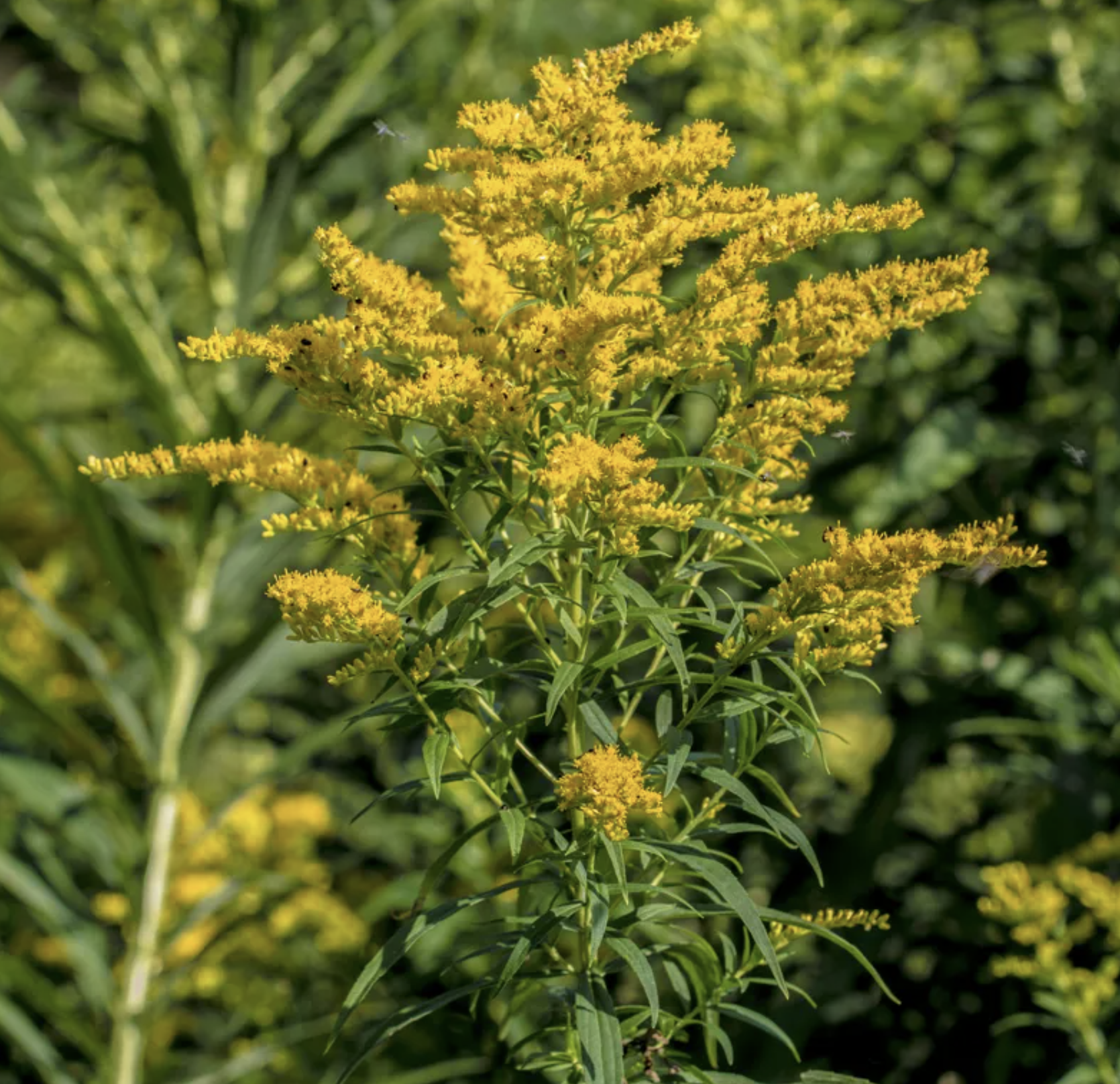 Goldenrod Oil