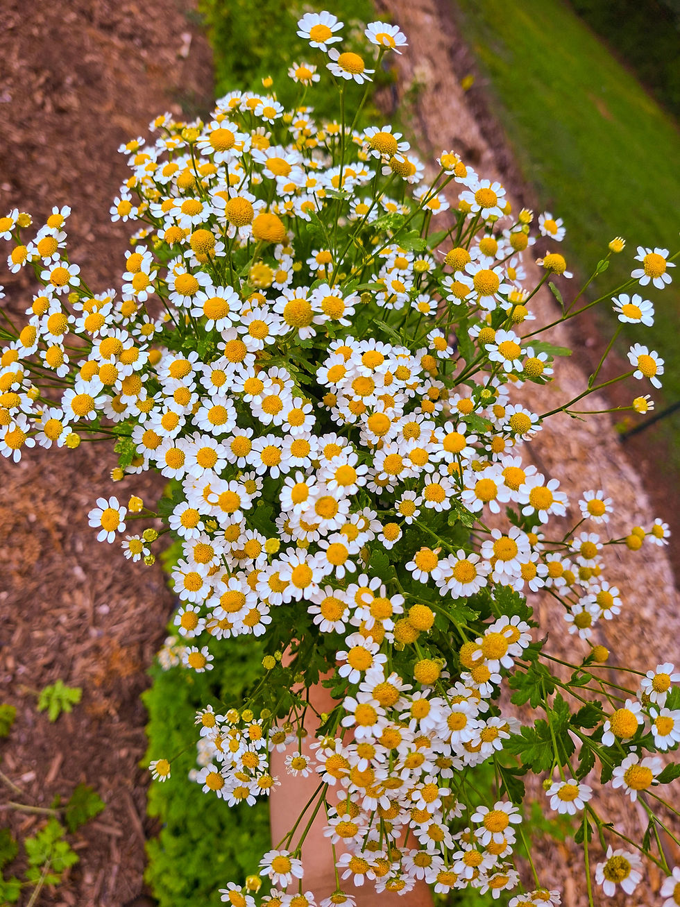 Thumbnail: Spring Cottage Garden in a Tray