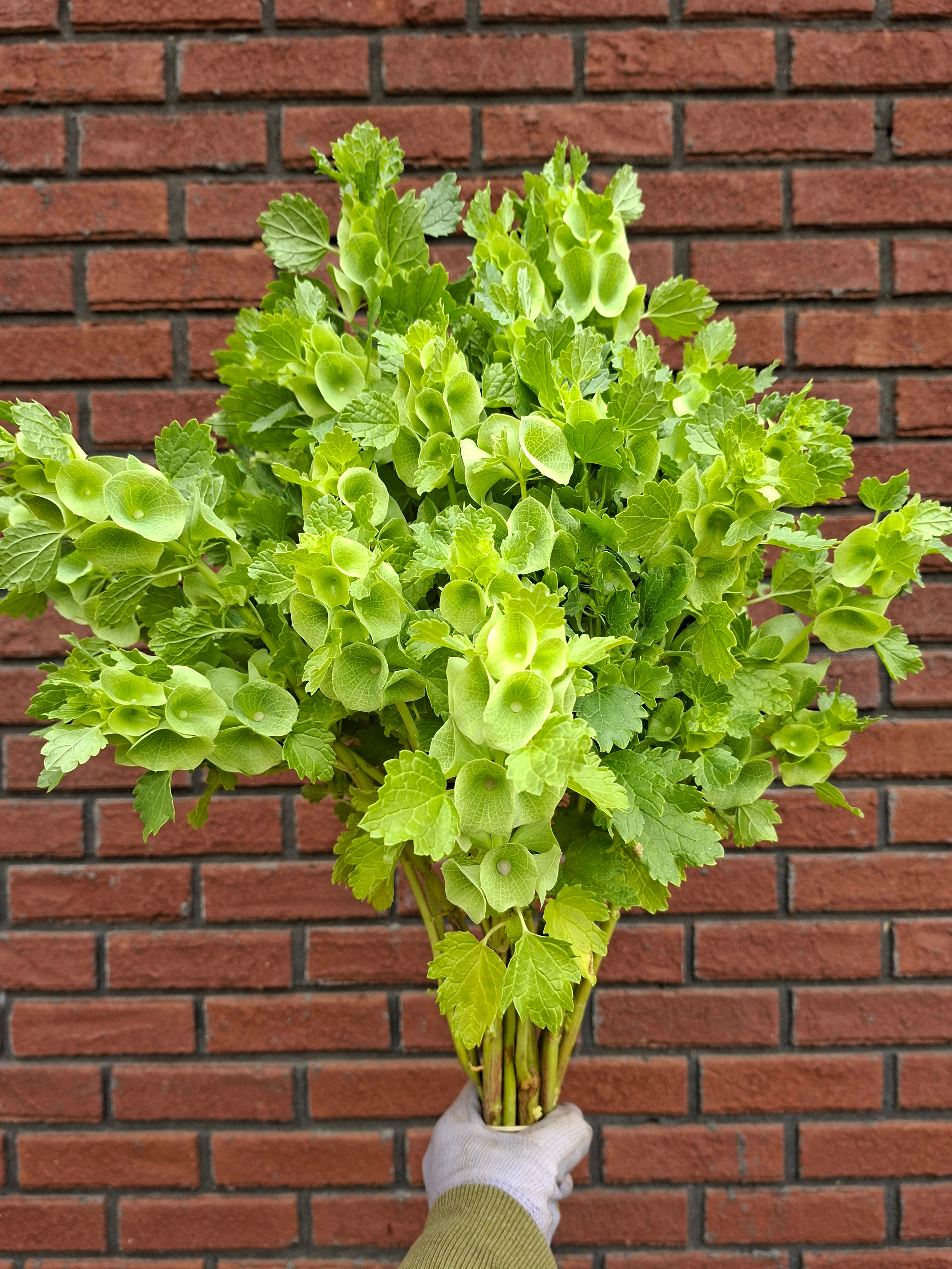 Bulk Greenery Bucket