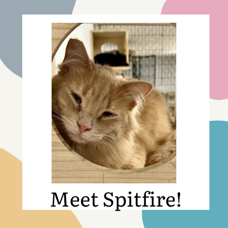 POTW PetPic.png
