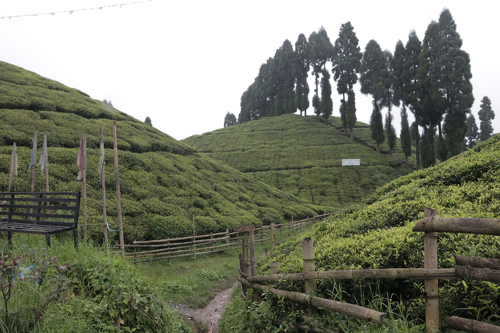 Tea Tourism