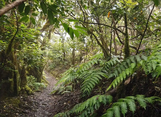 Teneriffas Lorbeerwald