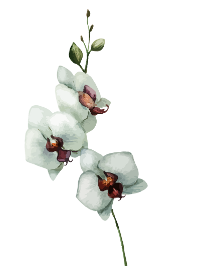 White Flowers