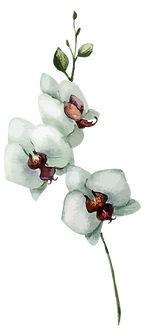White Flowers