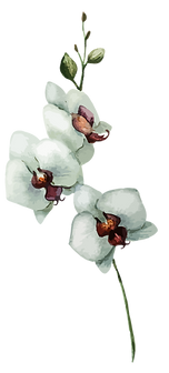 White Flowers