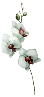 White Flowers