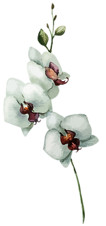 White Flowers