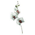 White Flowers