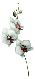White Flowers