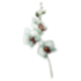 White Flowers