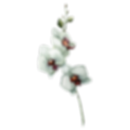Weiße Blumen