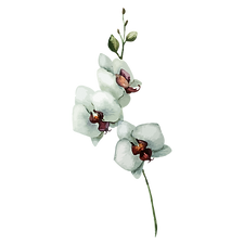 White Flowers