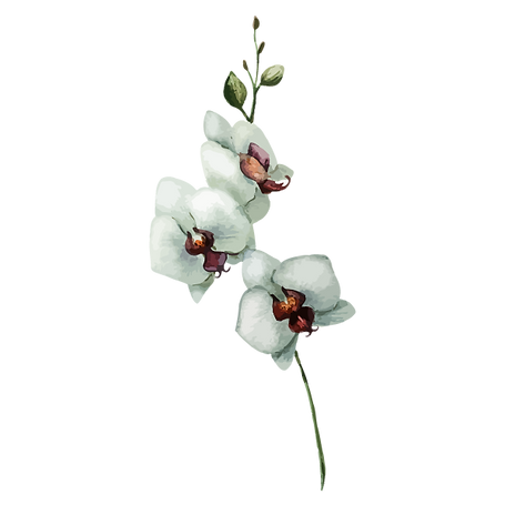 Fleurs blanches