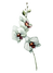 Compulsão Alimentar