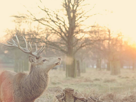 オレ、お母さん食べちゃったんだった