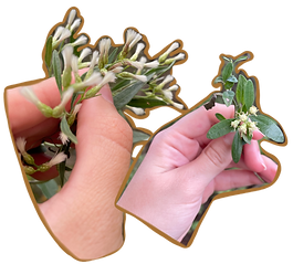 Baccharis .png