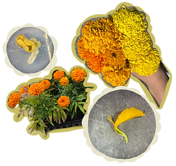 Tc n tagetes.png