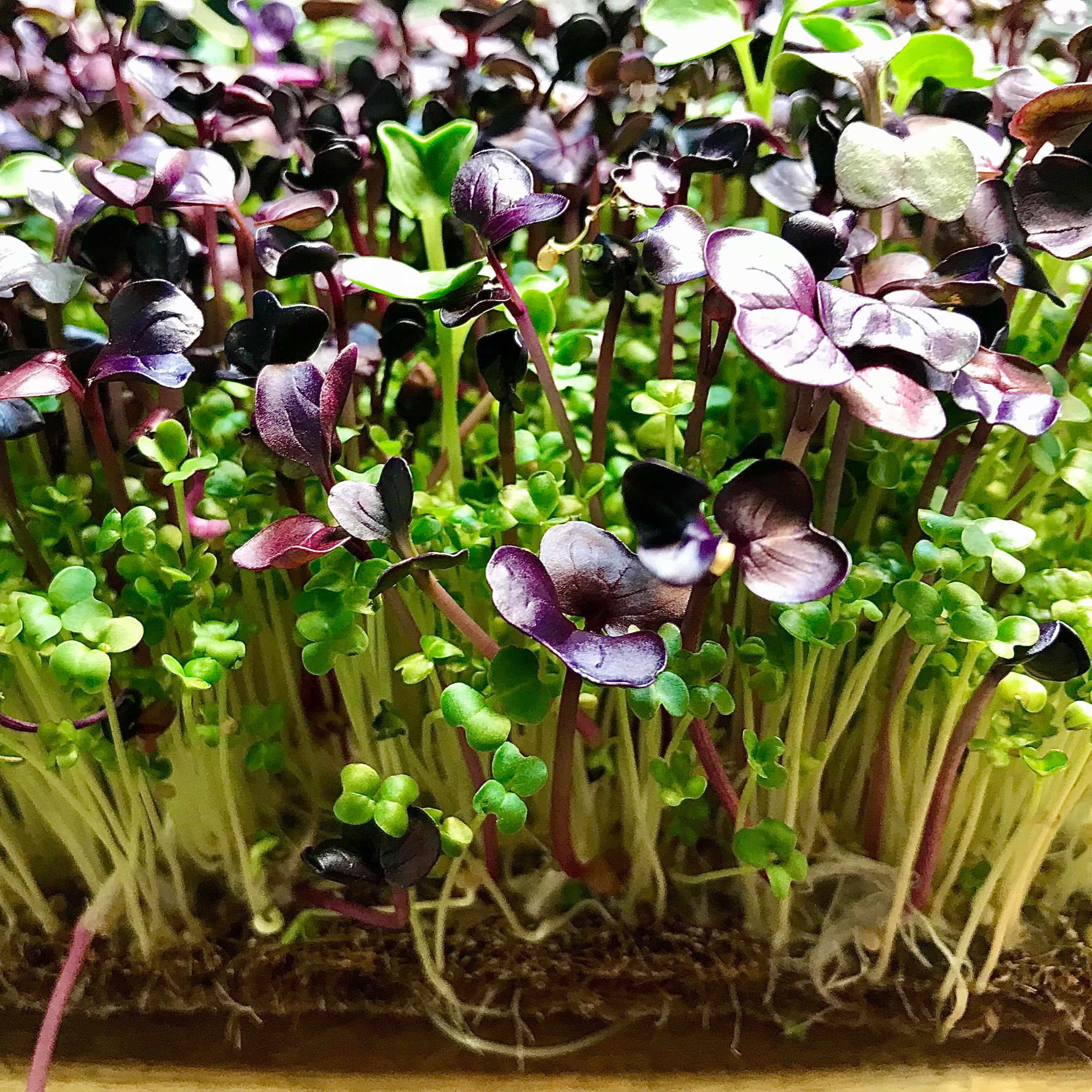 Wasabi & Radish Blend Microgreen Pad