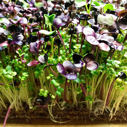 Wasabi & Radish Blend Microgreen Pad Live It Up! with liv